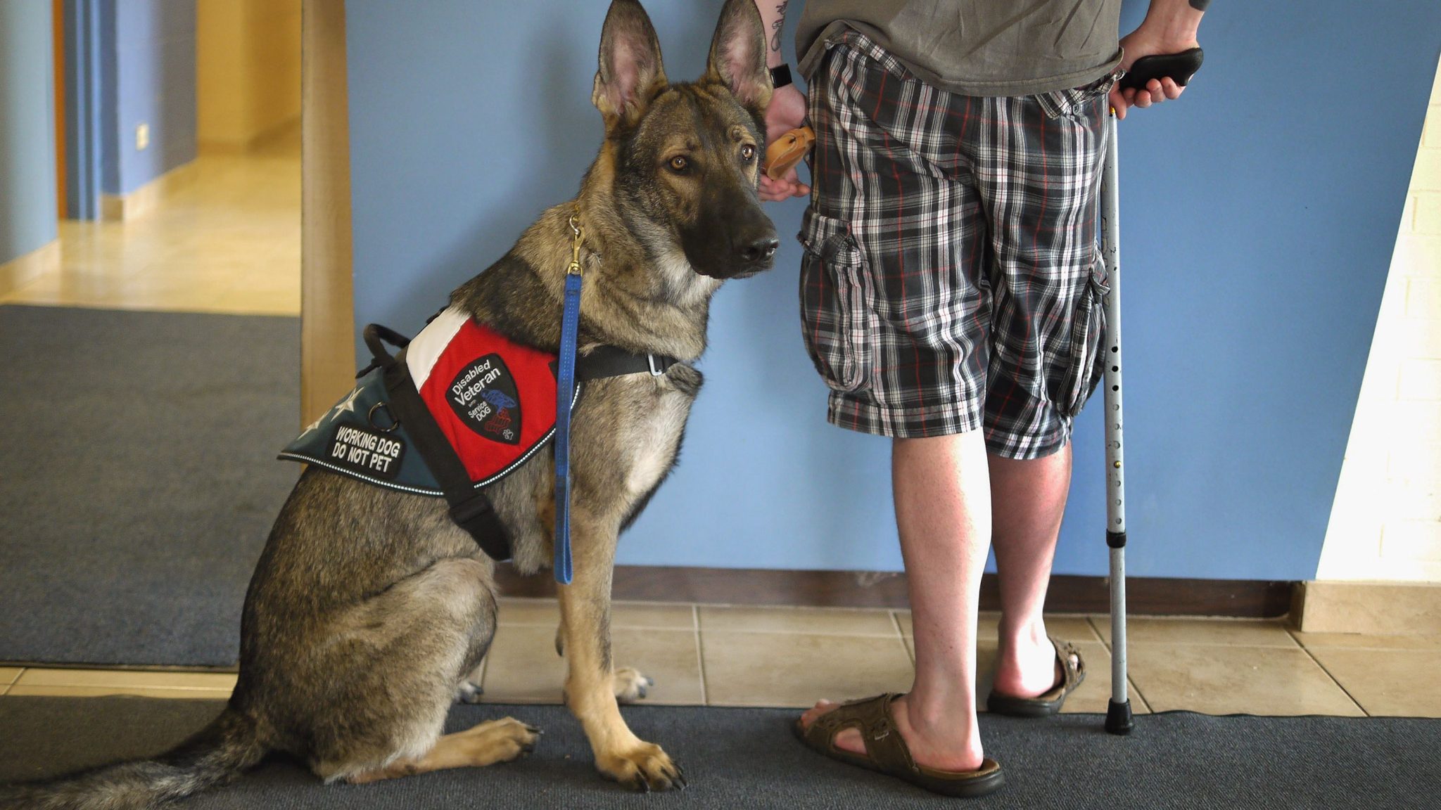 Service Dog Training for PTSD: How They Help and What to Know